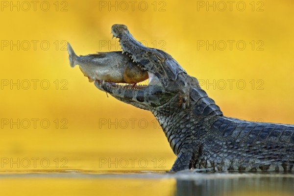 Yacare Caiman, crocodile with fish in with open muzzle with big teeth, Pantanal, Bolivia. Detail