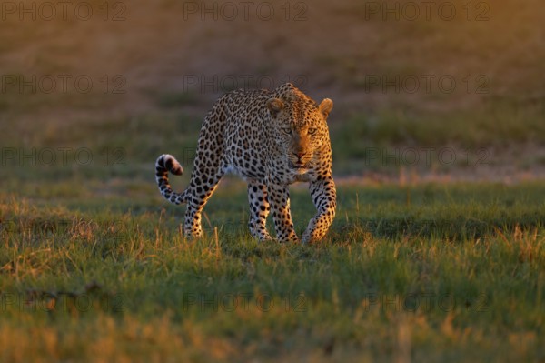 Leopard sunset, Panthera pardus shortidgei, nature habitat, big wild cat in nature habitat, sunny