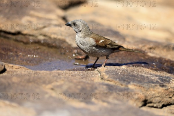 Damara Sparrow (Passer diffusus), adult, at the water's edge, Mountain Zebra National Park, Eastern