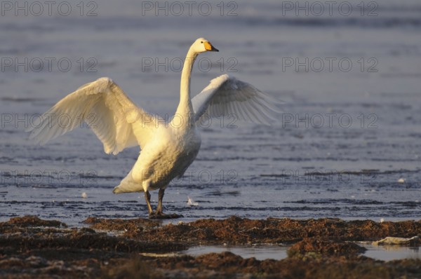 Whooper Swan (Cygnus cygnus), Lower Saxony, Germany