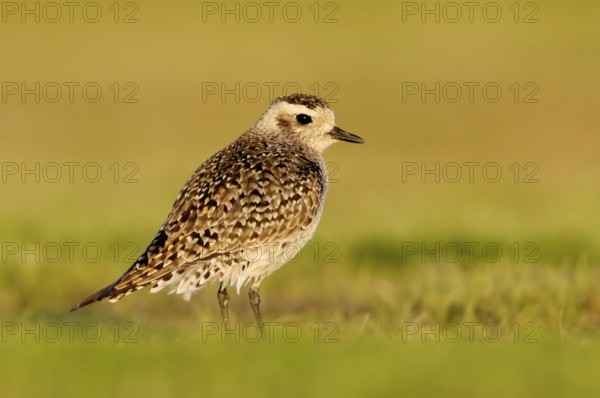 American Golden Plover (Pluvialis dominica), Alaska, USA