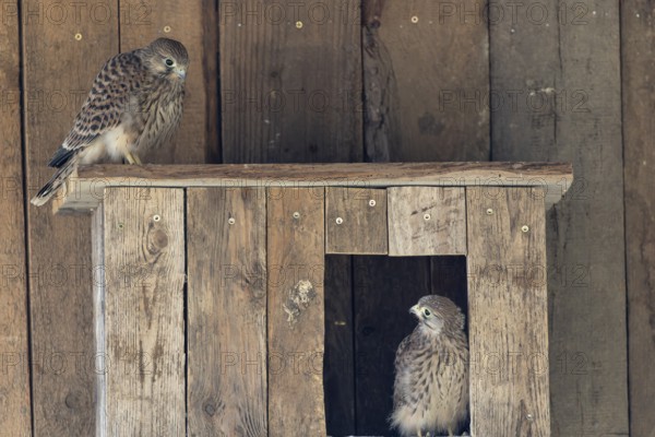 Kestrel (Falco tinnunculus) young bird already able to fly looking at its sibling, village in