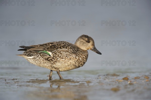 Europe's smallest duck... Teal (Anas crecca), female leaves the water, runs ashore, detailed side