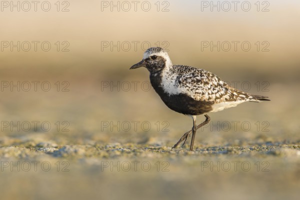 Grey Plover (Pluvialis squatarola), Poland