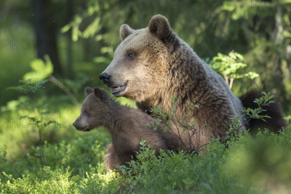 Eurasian Brown Bear (Ursus arctos) mother with cubs in forest, Finland