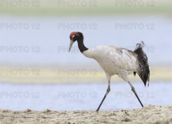 Black-necked Crane (Grus nigricollis), Ladakh, India