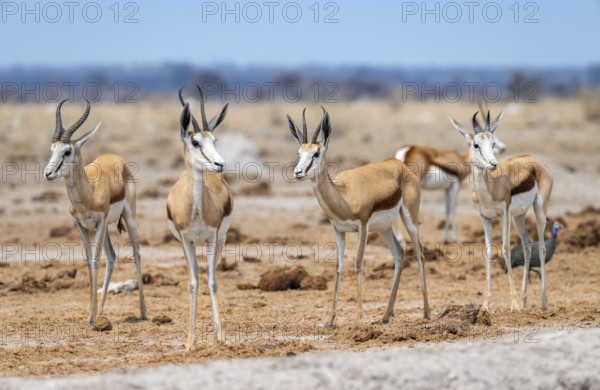 Springbok (Antidorcas marsupialis), four animals standing in a row, Nxai Pan National Park,