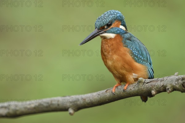 On the hunt... Kingfisher (Alcedo atthis), male adult bird looking down from his perch at the water