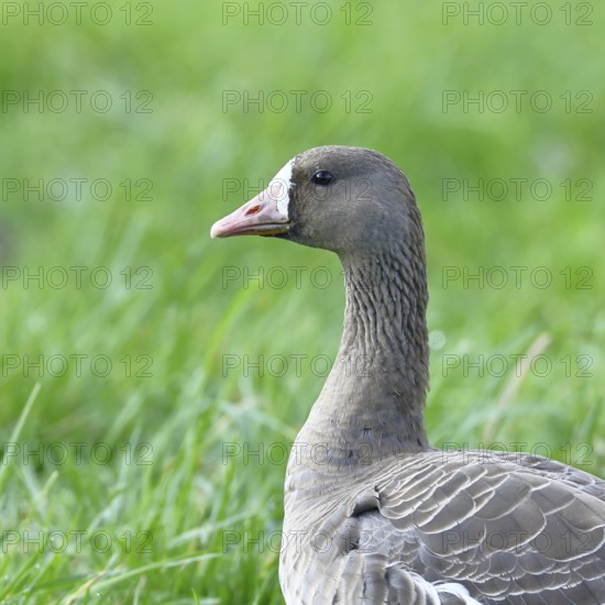 White-fronted goose (Anser albifrons), standing in a meadow in the wintering area, animal portrait,