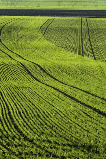 Crops of bright green young corn sprouts grow in neat rows across a vast field. The healthy plants