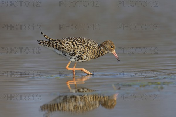 Kampfläufer (Philomachus pugnax) Ruff, male