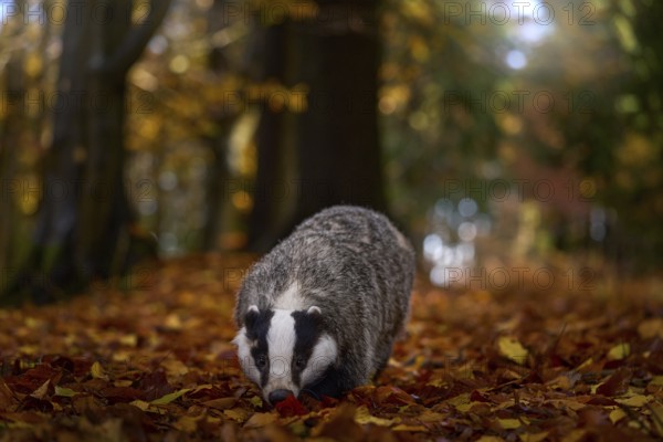 Autumn forest wildlife. Badger in the wild nature. Hidden in bushes of cranberries. Nice wood in