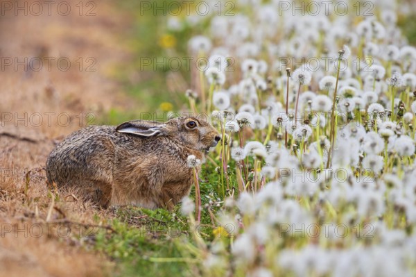 Feldhase (Lepus europaeus) sitzt in Wiese aus Löwenzahn (Taraxacum officinale), Schleswig-Holstein,