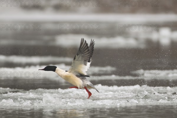 Common Merganser (Mergus merganser) male flying, Baden-Wuerttemberg, Germany