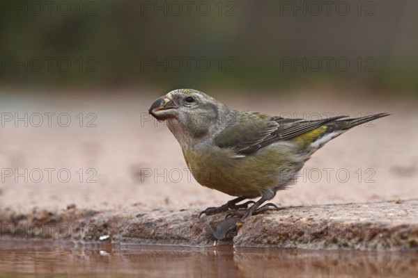 Parrot Crossbill (Loxia pytyopsittacus) female, Schleswig-Holstein, Germany
