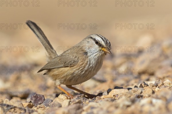 Wüstenprinie, Scotocerca inquieta, African Scrub-Warbler, Scrub Warbler Streaked Scrub Warbler,