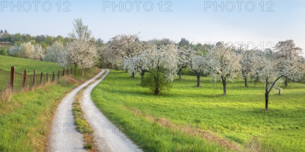 Field path winds through landscape with orchard meadow in spring, blossoming cherry trees and green