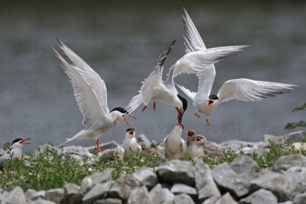 Scuffle... Common terns (Sterna hirundo) with offspring on an artificial breeding island,