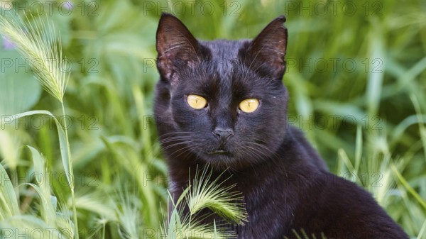 A black cat with intense yellow eyes in the green grass looks attentively, Kalithea, cat station,