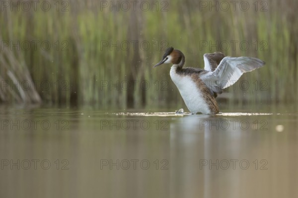 Great Crested Grebe (Podiceps cristatus) flapping, North Rhine-Westphalia, Germany