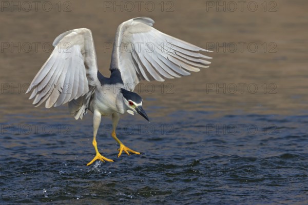 Nachtreiher, Black-crowned Night Heron, Night Heron, Black-crowned Night-Heron, Nycticorax