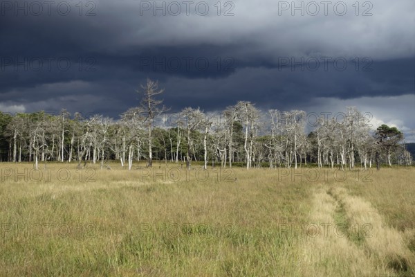 Threatening storm clouds over the raised bog... High Fens (Eifel), world-famous nature reserve in