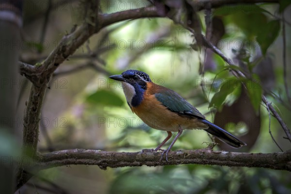 Pitta Like Ground Roller in the rainforests of Mantadia National Park in the central east of