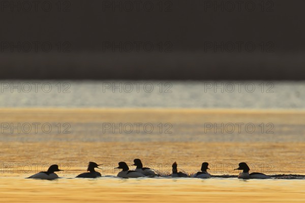 Common Merganser (Mergus merganser) group, Brandenburg, Germany