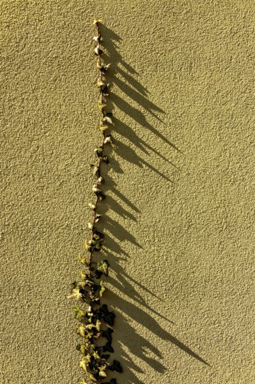 Intricate leaves stretch upwards on a textured yellow wall, creating captivating shadows in the