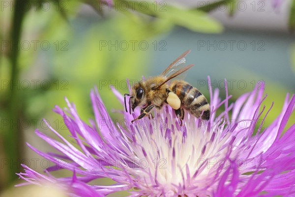 European honeybee (Apis mellifera), with pollen pellets, collecting nectar from a flower of the