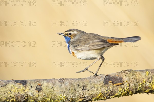 Bluethroat (Luscinia svecica cyanecula) ml Germany