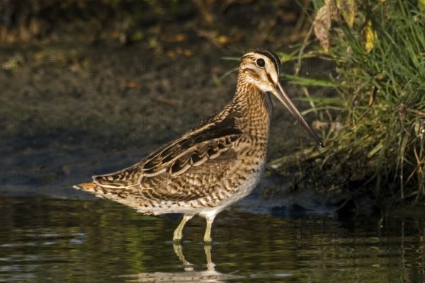 Swinhoe's Snipe (Gallinago megala), Western Australia, Australia