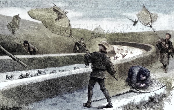 Catching ducks with nets in Japan, illustration, published 1890, reproduction, digitally enhanced,