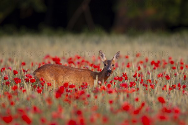 Roe deer (Capreolus capreolus) adult animal female doe feeding in a farmland cereal field filled