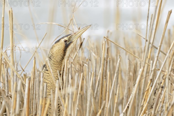 A quick look... Bittern (Botaurus stellaris) in winter, lives well hidden in its typical habitat,