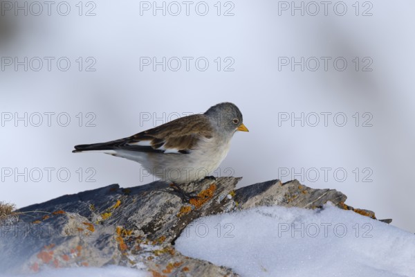 Snowfinch (Montifringilla nivalis), a bird sitting on an ice-covered rock under a frosty sky, Gemmi