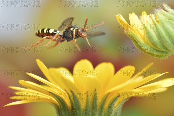 Red-bellied wasp bee (Nomada bifasciata) in flight on the flowers of the marigold (Calendula