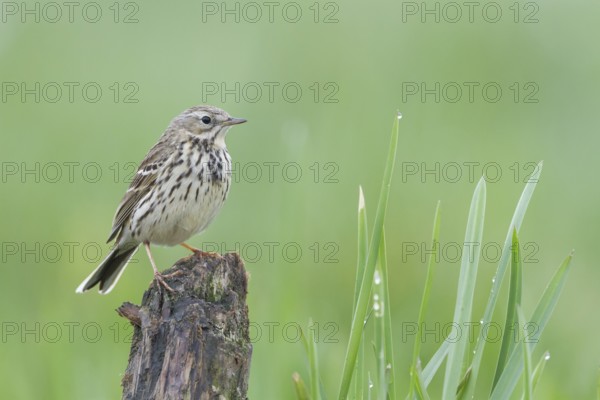Meadow Pipit - Wiesenpieper - Anthus pratensis ssp. pratensis, Poland