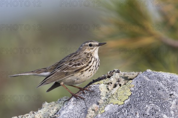 Meadow Pipit - Wiesenpieper - Anthus pratensis ssp. pratensis, Russia