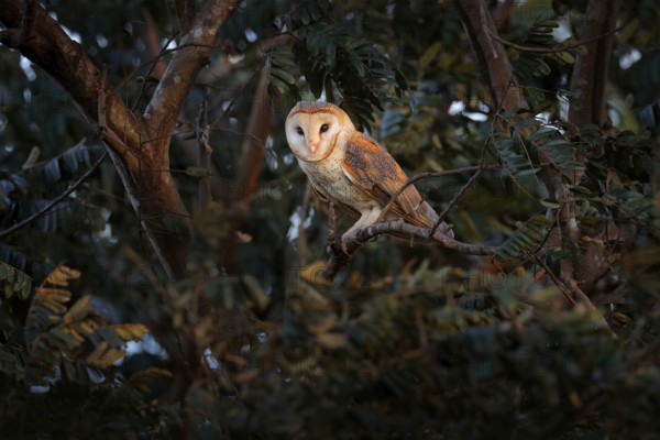 Owl from Costa Rica. Magic bird barn owl, Tito alba, sitting on tree branch in evening light forest