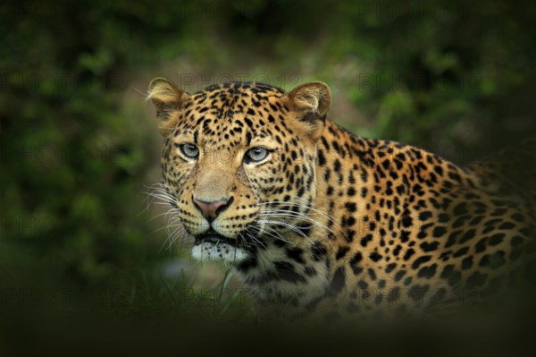 Far Eastern Amur leopard, Panthera pardus orientalis, detail portrait of wild cat in the nature