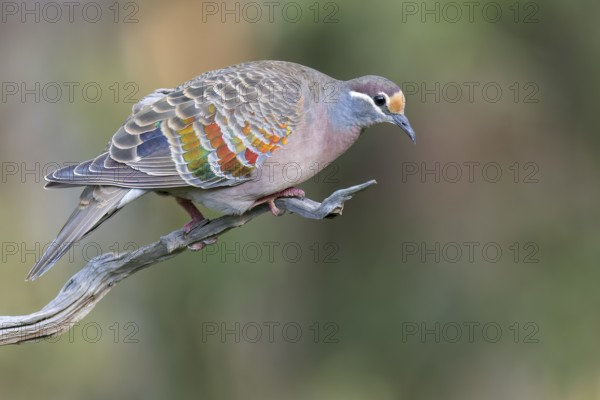 Common Bronzewing (Phaps chalcoptera) perched on a branch in eastern Australia