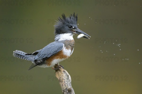 Belted Kingfisher (Megaceryle alcyon) female perched on a branch with a fish prey in its beak,