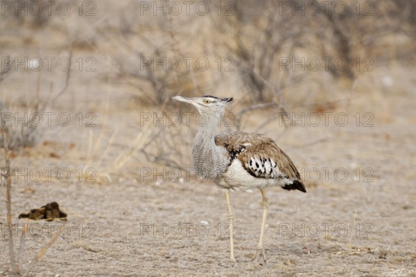 Kori Bustard (Ardeotis kori), Namibia