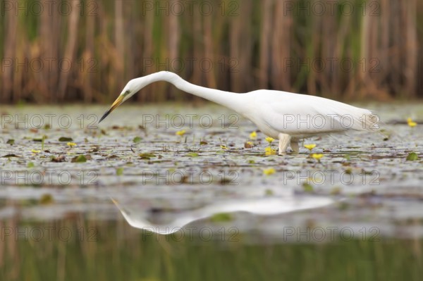 Great Egret (Ardea alba), Hortobagy, Hungary