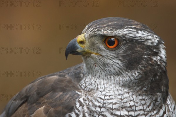 Northern Goshawk (Accipiter gentilis) male, Utrecht, Netherlands