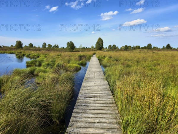 Wooden footbridge through grassy marshland with blue sky and scattered clouds, summer, High Fens,