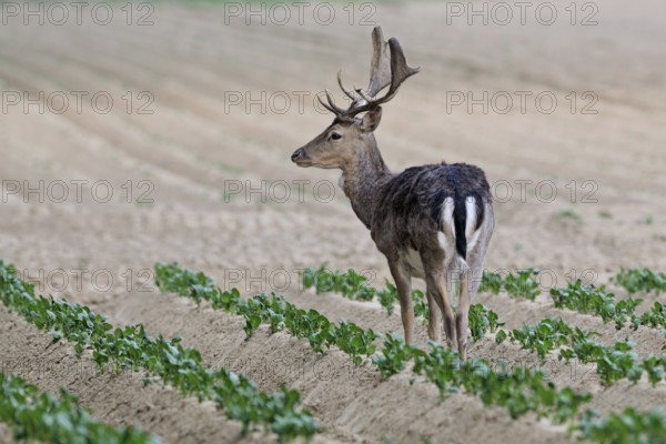 On a field... Fallow deer (Dama dama) standing in an open field, potato field, looking around,