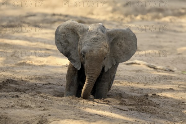 African elephant (Loxodonta africana), young animal, digging, drinking, searching for water, dried