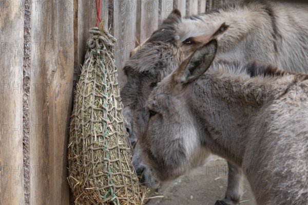 Thuringian forest donkey (Equus africanus f. asinus) eating hay from a net, wildlife park, Bavaria,